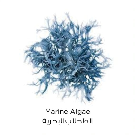 Pure Clay Marine Algae Mask - 50Ml