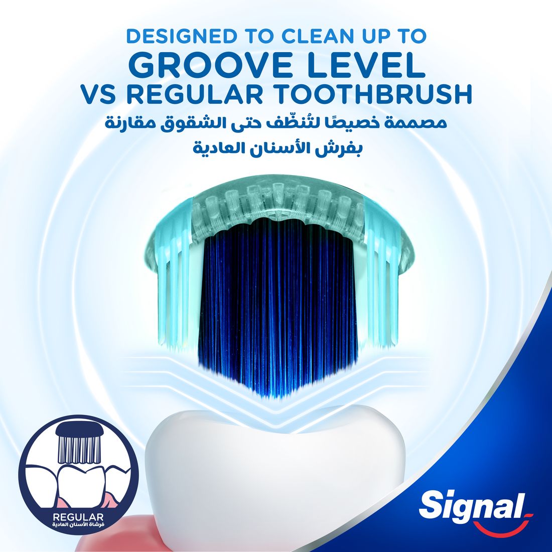 Signal Tb Whitening Cryptin